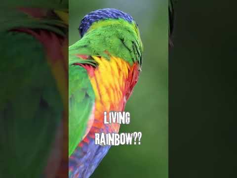 Nature’s Living Rainbow🌈 #lorikeet #colorful #birds #parrot #shots #nature #wildlife #rainbow