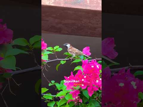 Rajasthan Nature💚 #love #song #tamil #music #birds #flowers #nature #flying