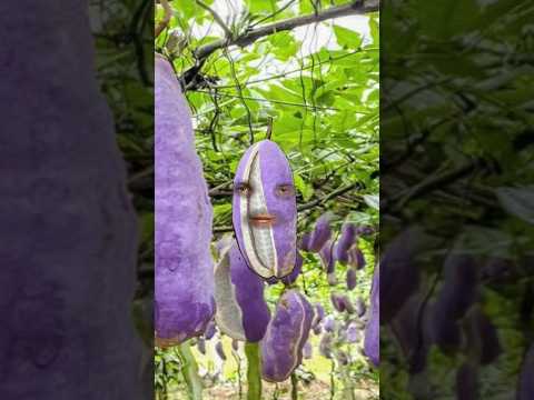I am Purple Akebi #ytshorts #shorts