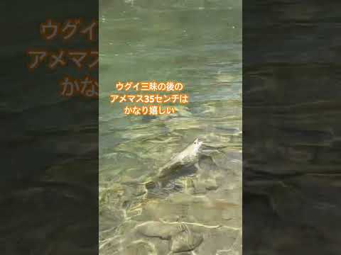 北海道！夕張方面！ウグイ三昧からのアメマス35センチ！♯北海道♯渓流釣り♯渓流餌釣り♯延べ竿♯アメマス