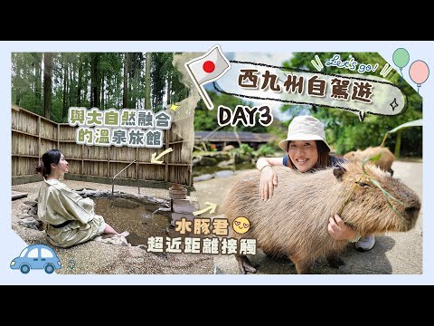 【西九州自駕遊】DAY3 長崎BioParkの水豚君超近接觸😍＋入住與大自然融合溫泉旅館♨️＋廣闊東彼杵茶畑 #つわぶきの花