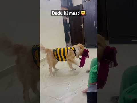 Dudu ki masti😜 #dailyvlog #funny #doglover #dudu #dudubaby #goldenretreiver #viralvideo #ytshorts