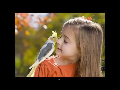 Amazing Cockatiel #birds #pet #cockatiels