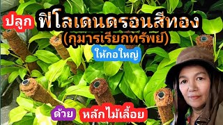 ปลูกต้นฟิโลเดนดรอนสีทอง(กุมารเรียกทรัพย์)ให้กอใหญ่ ด้วยหลักไม้เลื้อย