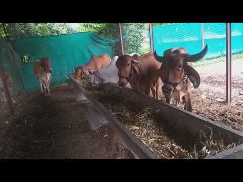 Best Gir Farm of Maharashtra Pune. FIRST LACTATION HEIFERS - Dasgoras Breeders and Dairy Farm