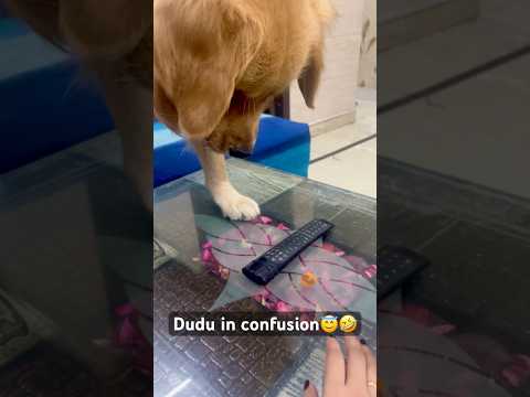 Dudu hua confuse🤣 #music #comedy #song #funny #goldenretreiver #funnyshorts #viralvideo #fyp #love