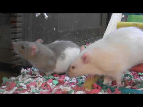 Two Rats Drinking Water in Cage