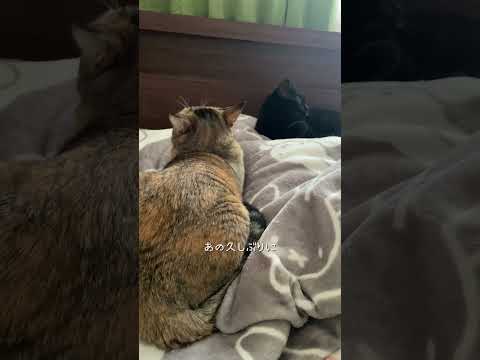 主が眠いようじゃ無理か #猫 #cat #shorts