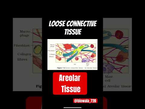 Loose Connective Tissue-Areolar Tissue #neet #biology #ncert #science #aiims #shorts #trending
