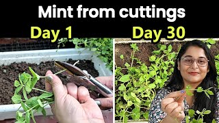 🔴PUDEENA(Mint) FROM CUTTING IN SOIL(With updates) /पुदीना को कटिंग से कैसे उगाए / #mint #garden