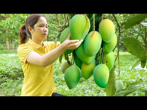 Harvesting 1000 kg Mangoes in the Farm Garden To Sell At Market, Mango Salad |Tieu Ca-Free Bushcraft