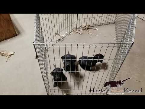 Capone and Onyx Black Puppies