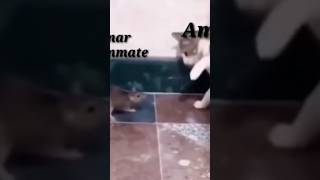 Kill চুরি😭😭#killchore#shorts #varilshorts #vairalvideo #short #vairalvideo #freefirefunny #short