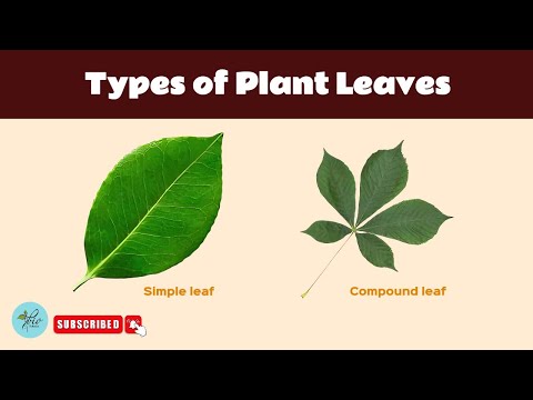 Types of leaves| Leaf Classification| Morphology of flowering plant| class 11