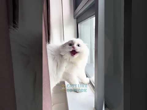 Can’t Stop Laughing! Cats Being Total Weirdos! | Cats Like To Work #funnycats #catvideos #cats #pets