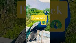 🦚So Beautiful peacock kitna sundar more🦚🌿 #beautyofnature