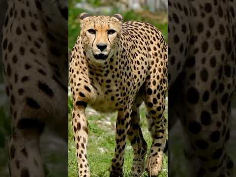 I Pet A #cheetah In #africa #african #truestory