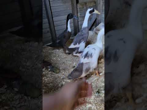 Morning for the Ducks #ducklife #ducks #cuteanimals