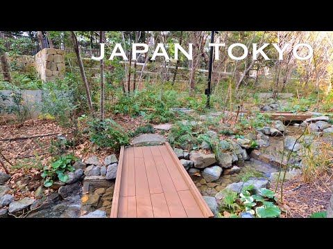 4K Japan Walk - River and Trees in the city, Tokyo