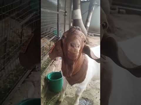 Boer Goat aka Junior 🐐#bakra #boergoats #shortsfeed #shots #youtube #goat #petanimal #pets #pet goat