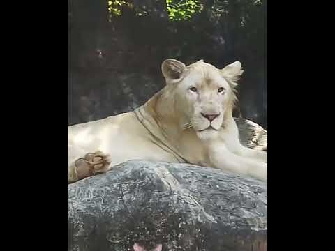 White Lion #short #whitanimal #albinolion