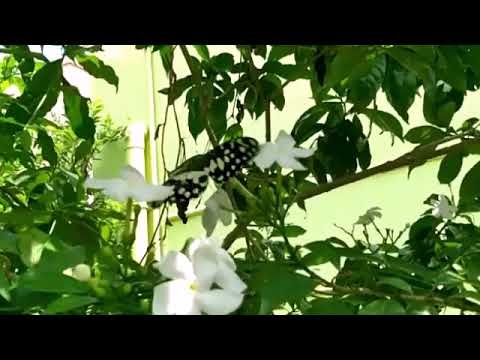 Butterfly slow motion | பட்டாம்பூச்சி வண்ணத்துபூச்சு