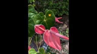 🧡🌺Malargale Malargale Kodaikanal Malargale 🤗 Feelgood Moments #feelgoodvibes #yoga #stressfree #love