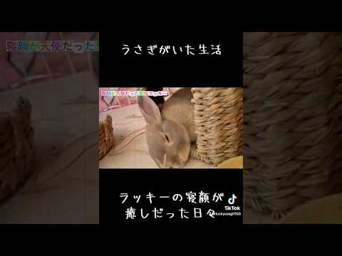 寝顔が天使だったうさぎ #うさぎ #rabbit