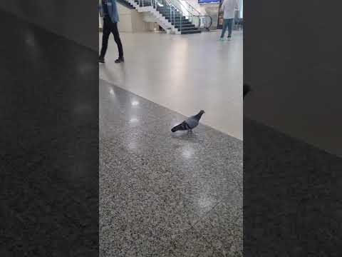 #Struggling Pigeon😭#BijuPattnaikAirport