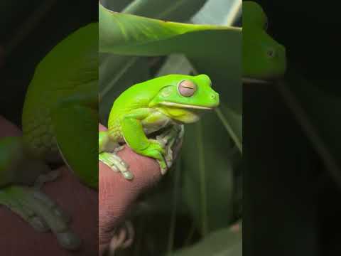 What a unit 🐸 🇦🇺 #cartoon #kahani #animation #animals #horrorstories #cartoonvideo #tiger