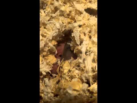 倉鼠 三線鼠 出生紀錄【DAY4】