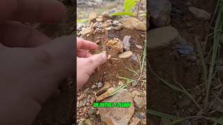 Traditional #goldmining is there gold inside termite mounds? #goldrush #goldpanning