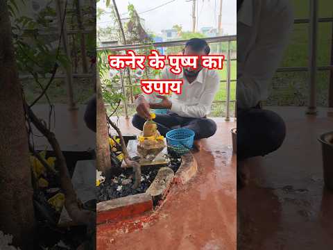 कनेर का पुष्प का उपाय, Pradeepjimishra, shivmahapurankathkaupay, livekatha, pradeepmishrajikeupay