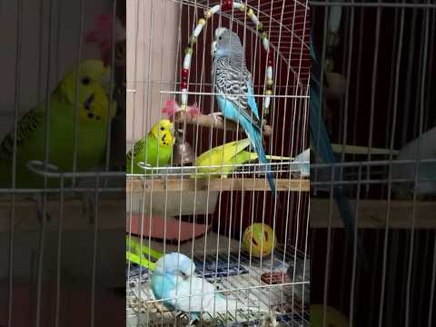 Love birds sounds ❤️ #birds #loves_birds #budgies #shorts #pets #busylifeeasyvlog