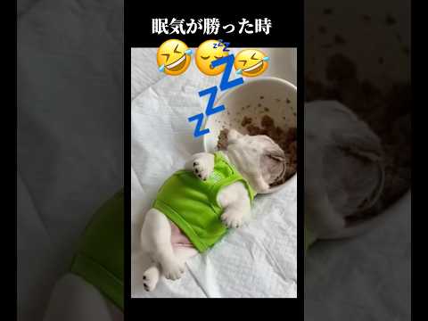 【力尽きたか…】#犬 #子犬 #dog #shorts #sleep