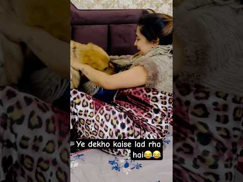 Dudu anchal se lad rha h😂😂🥰 #goldenretriever #aisaclutchnhidekhahoga #dailyvlog #doglover #funny