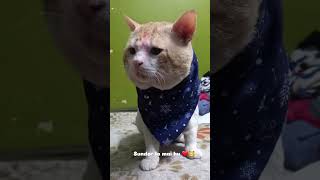 Sunder to mai hu shortvideo #cat #cuteanimals #youtuber #catlover #laddu #ladduladdu #viralladdu