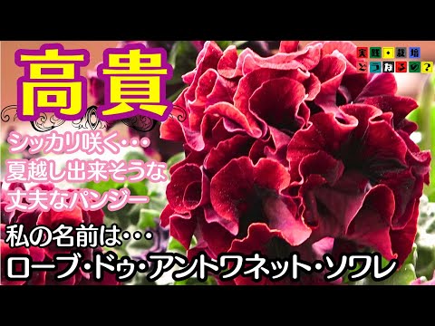 凄い名前のパンジーが出てます【ガーデニング】凄いのは名前だけじゃない!!ローブ・ドゥ・アントワネット・ソワレ【園芸】動画の後半では５株のバンジーを使って培養土比較して見ました。【植え方・育て方】