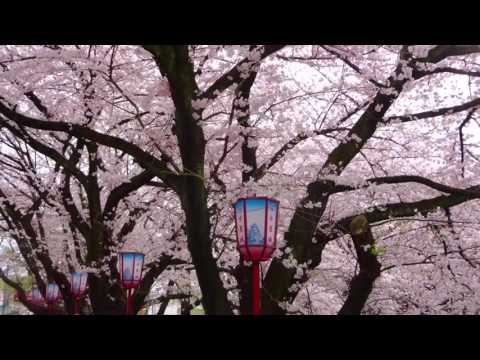 名古屋城桜祭り４月2日2016年