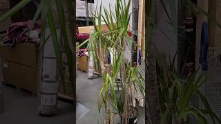 🌿⛑️Rescue a sad looking but huge dracaena marginata Dragon Tree🐉 #shorts #plants #ikea