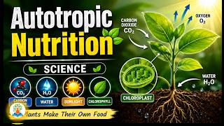 Autotropic Nutrition Class 10 | Autotrophic Nutrition in plants | Modes of nutrition in plants |