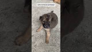 Cutie Puppies #puppies #dogs #cuteanimals #cute #happyminds #shorts #shortsfeed