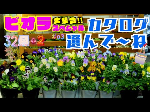 【ビオラカタログ選んで~ね！】ビオラスペシャル34色大集合【ガーデニング】園芸・秋植え・ビギナーの方でも安心して育てられる花