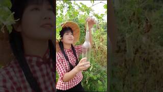 This farmer growing bitter melon inside a bottle#knowledge #knowledgeispower #shorts
