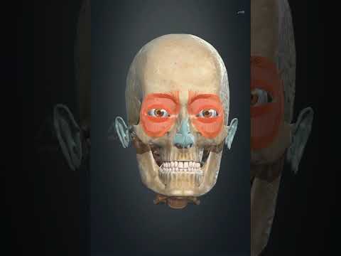 corrugator supercii muscle #3d #animation #medicosphere #viral #shorts #anatomy #medicos #physiology