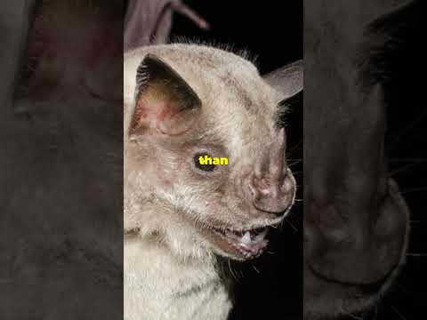 5 Unknown Facts About Bats That will blow your Mind..!! 🦇