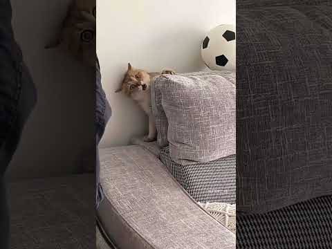Ambooooii ekspresinya itu lo! 🤣 #cat #pets #catlover #kitten #kucing #kucingku
