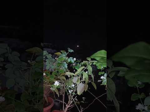 Raat Suhani Madhhosh kiye jaaye #mogra #raat #moon #shorts