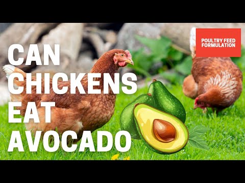 Can Chickens Eat Avocado? Why Not Find Out!