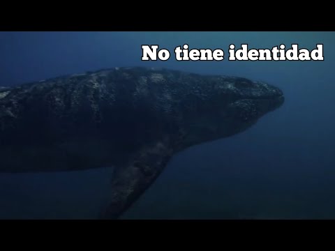 Análisis al Mosasaurus del Asombroso Dinomundo